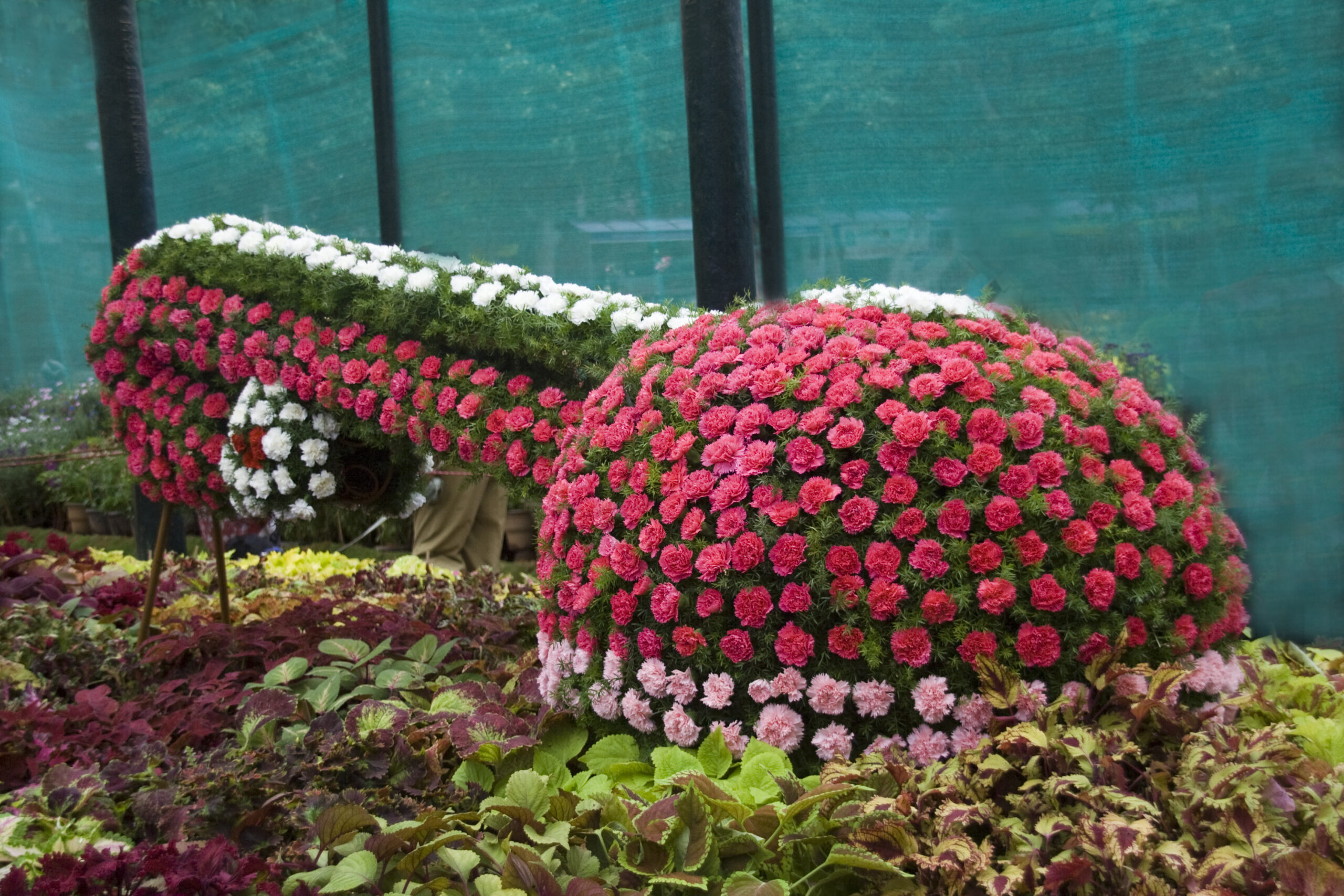 RHS Chelsea Flower Show